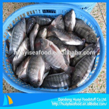 frozen whole round tilapia from Chinese market